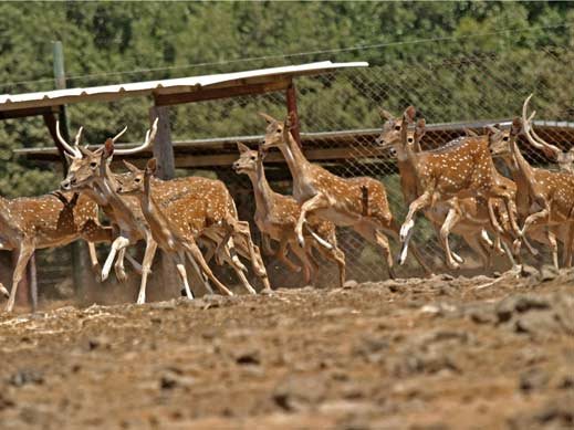 יער האיילים במושב אודם. אצלנו אין דבר כזה לבד ביער