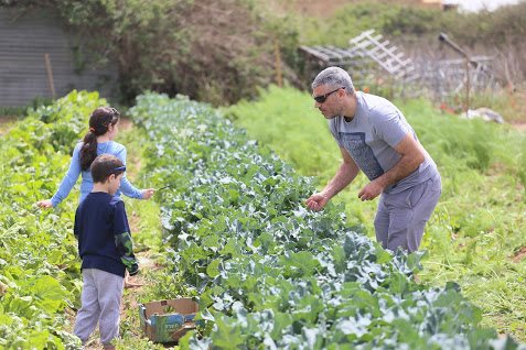 קטיף עצמי – חוויית טעמים בטבע