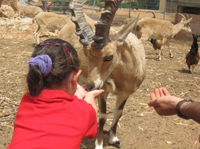 שמונת גני חיות הכי מומלצים בישראל