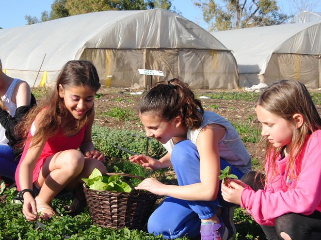 "קטופותי" – קטיף עצמי בבית לחם הגלילית