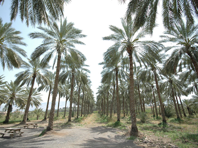 ביתניה עילית לכנרת - מסלול טיול ברכב עם נופים, חקלאות ותצפיות