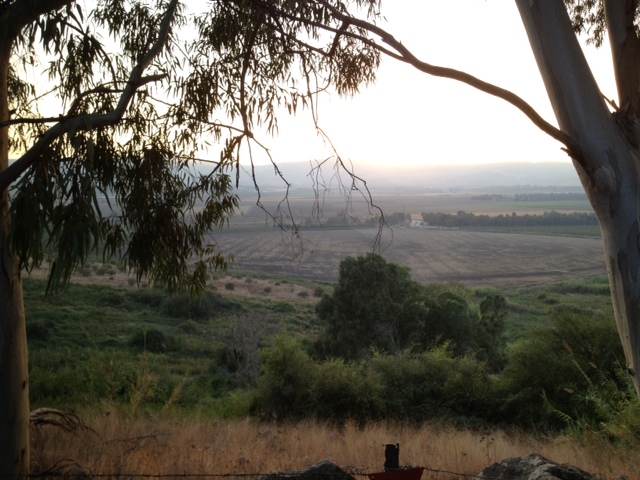  בריכת קצינים בין העצים - עין ג’ילבון