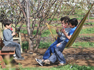 יפן בגולן: פריחת עצי הדובדבן בבוסתן בראשית בעין זיוון