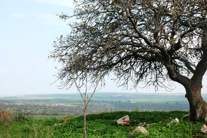 יער בית קשת - יער קסום עם חניונים ותצפיות