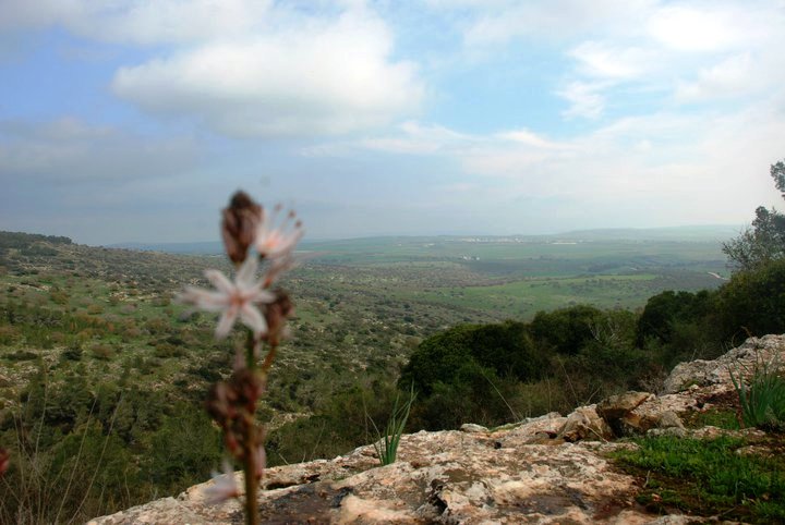 יער בית קשת - יער קסום עם חניונים ותצפיות