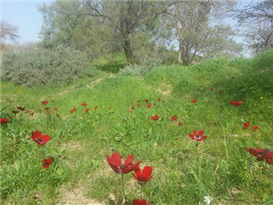 גן לאומי אשכול - פארק הבשור